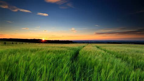 Nature Landscape Green Grass Wheat Fields Sunset Evening Sky