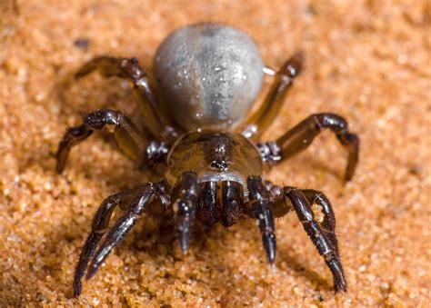 New Spiders Have Just Been Discovered In The Australian Bush