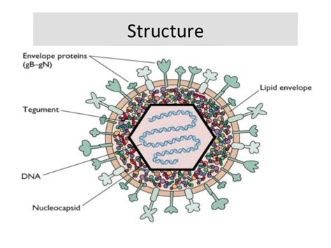 There are several different types of herpes. Herpes simplex virus(HSV): structure and genome, mode of ...