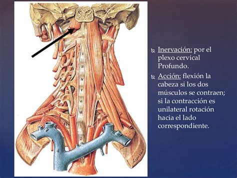 Anatomia Musculos Del Cuello