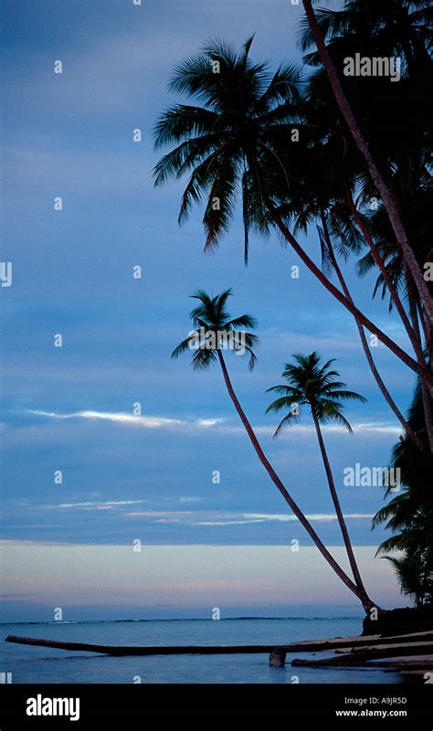 Tropical Beach With Coconut Trees In Papua New Guinea Stock Photo Alamy