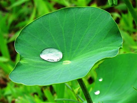 Lotus Leaf Water Drop Free Photo On Pixabay Pixabay