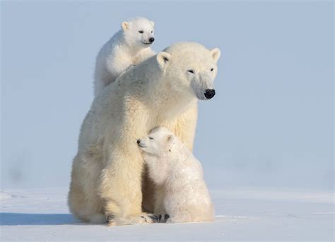 This Polar Bear Mother And Cubs Is The Most Adorable Sight
