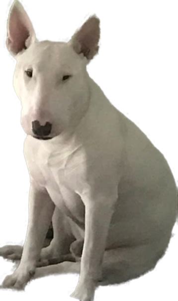 Walter Sit Png Dogelore