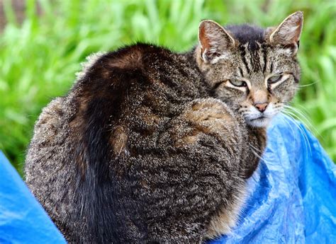 Gizmo Tabby The Feral Life Cat Blog