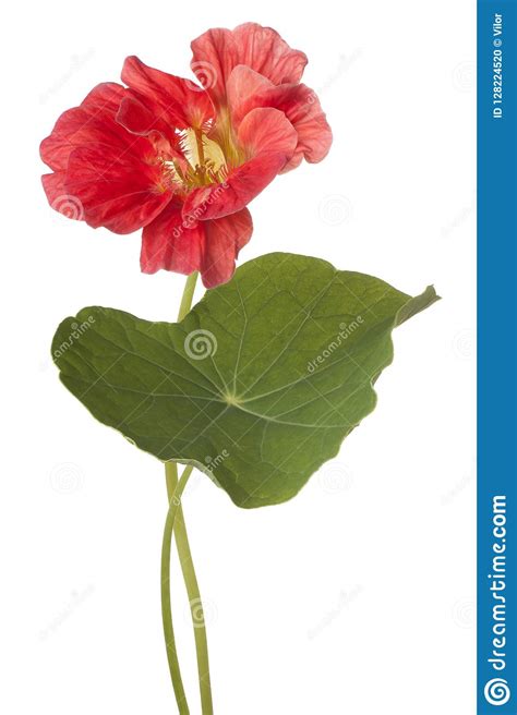 Nasturtium flower isolated stock photo. Image of deep - 128224520