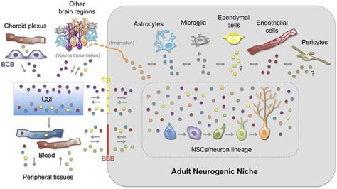 Exosomes As Regulators Of Adult Neurogenesis The Nsc Neuron Lineage Is