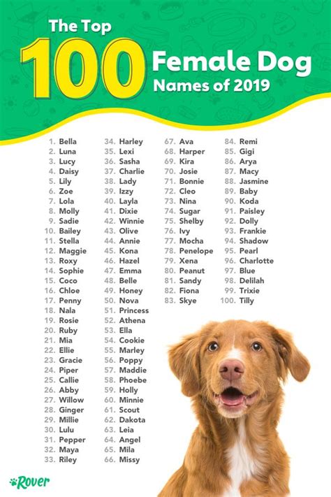 Most Popular Dog Names In The Usa Female Dog Names Best Dog Names