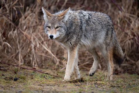 A Coyote In Canada Stock Photo Image Of North Background 164392484