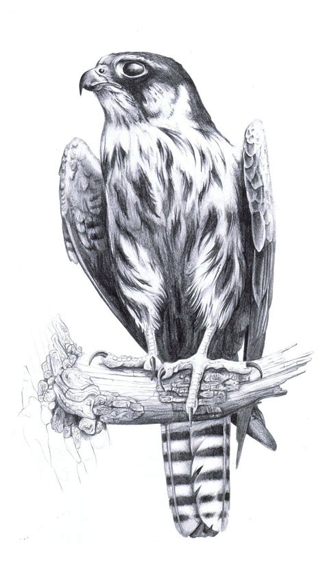 Bird Drawings Pencil Drawings Of Animals Animal Drawings
