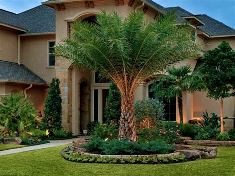 The Top 10 Palm Trees For Texas And Where To Plant Them