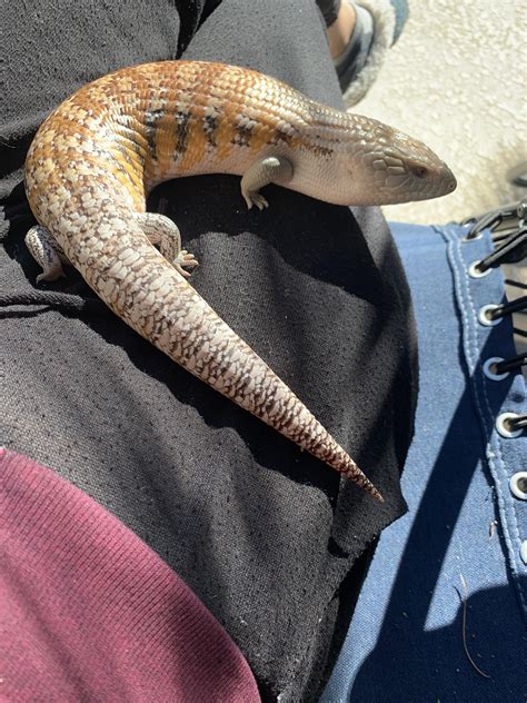My Northern Blue Tongue Skink Randall I Like To Take Him Out Every Few