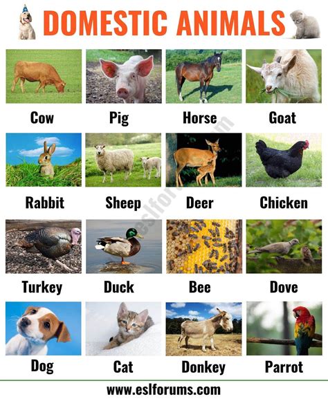 Pet Animals List And Their Uses
