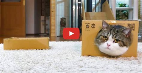 Because Maru Likes Boxes Too Much We Love Cats And Kittens