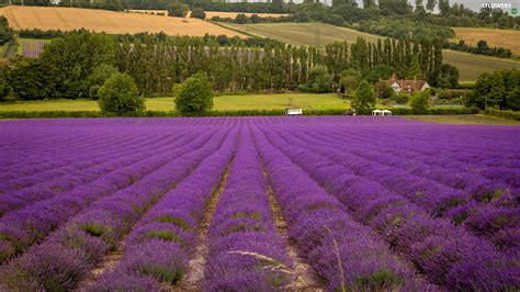 Viewes Houses Lavender Trees Field Flowers Wallpapers 1920x1080