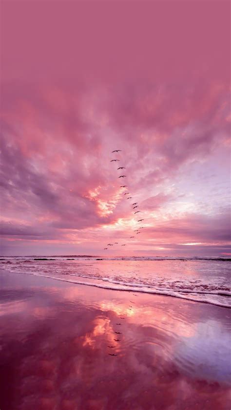 Pink Sea And Bird Background Wallpaper In 2020 Pink Wallpaper