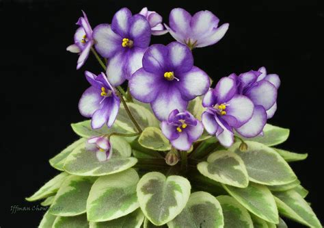 Growing african violets is an enjoyable hobby for many people. My Enchanting Cottage Garden: 6 Steps to Growing Perfect ...