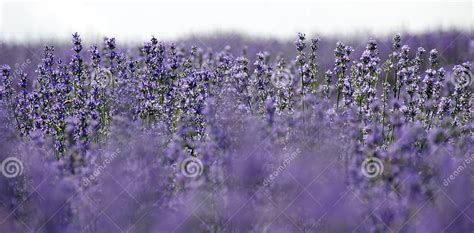 Beautiful And Colorful Lavender Field Stock Photo Image Of Details