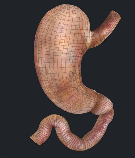 Cross Section Stomach 3d Model