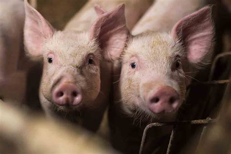 Someones Telling Porkies Us Pig Farmers And Traders Deny Shortage Of