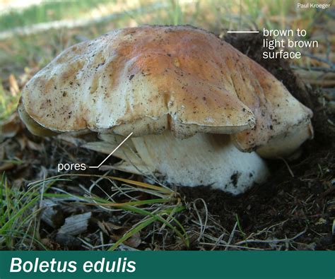 Boletus Edulis Mushrooms Up Edible And Poisonous Species Of Coastal