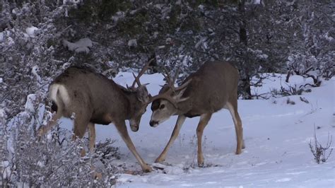 Mule Deer Bucks Fighting 1276349 Stock Video At Vecteezy