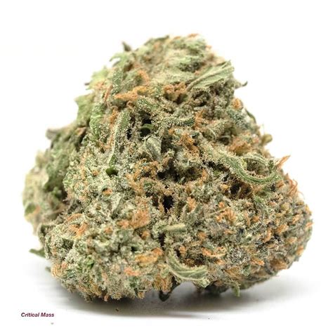 Growers can expect to produce up to 600 grams per square meter critical mass is known to break branches in half, so give this strain plenty of support. Critical Mass Strain