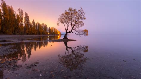 The Famous Tree At The Shoreline Of Lake Wanaka At Sunrise