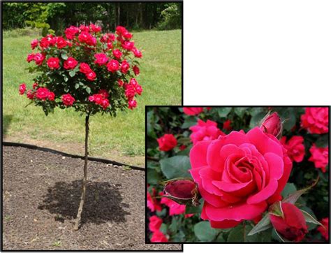 Knock Out Rose Red Double Tree Hinsdale Nurseries Welcome To