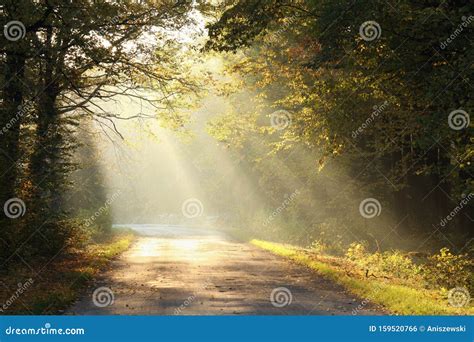 Path Through Foggy Autumn Forest At Sunrise Country Road Through Autumn