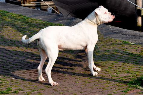 dogo argentino dog breed information pictures