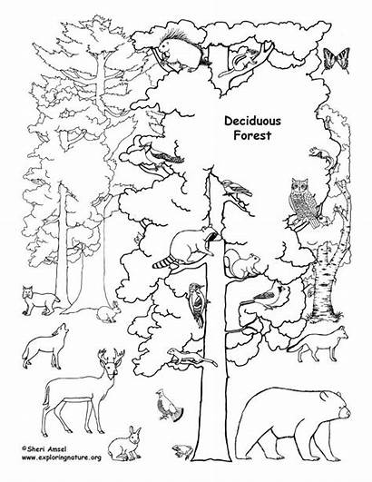 Forest Coloring Rainforest Pages Deciduous Drawing Clipart