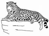 Cheetah Coloring Pages Printable Kids sketch template