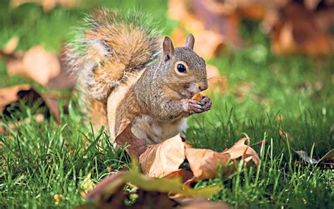 How To Get Rid Squirrels In Garden Storables