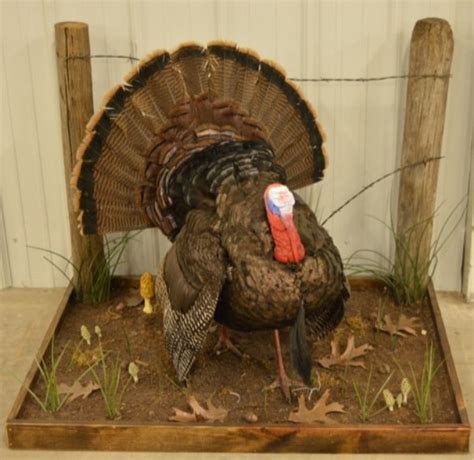 Sold Price Wild Turkey Full Body Mount With Display Invalid Date Cst