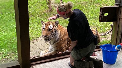 Bronx Zoo Keeper Follows Dream To Work With Tigers