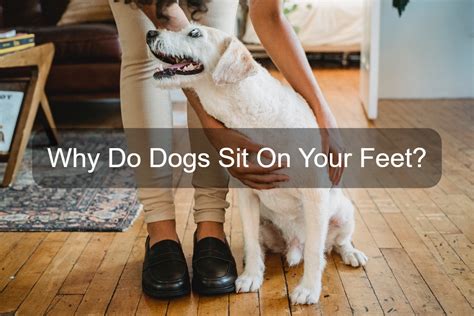 Why Do Dogs Sit On Your Feet 5 Reasons For This Behavior