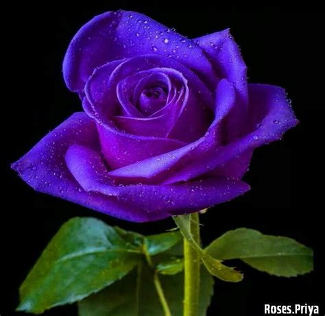 A Rare Purple Rose Absolutely And Most Definitely Amazing ♥♡♥