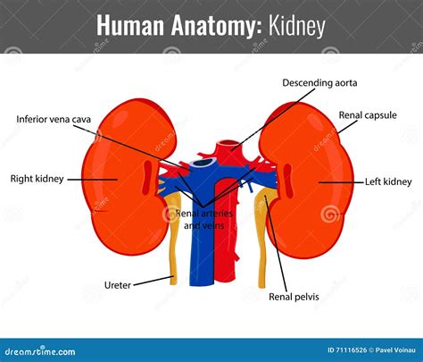 Anatomie Détaillée De Rein Humain Vecteur Médical Illustration De