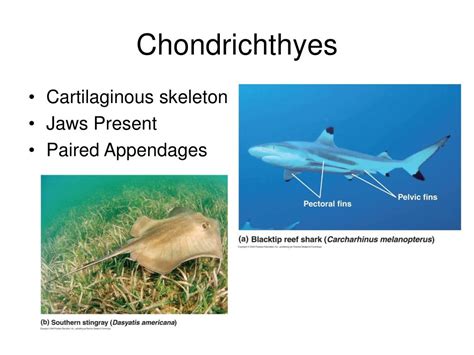 PPT - Deuterostomes and Chordates 1 PowerPoint Presentation, free