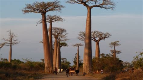 Africa's Baobab Trees Are Dying