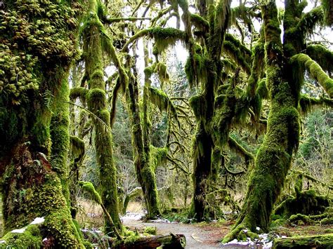 Hoh Rainforest Vacations To Go Deep Forest Olympic Mountains