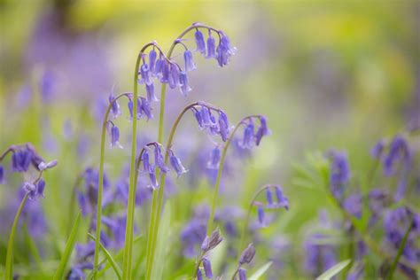 10 Favourite Bluebell Woods In The Cotswolds Blog Bolthole Retreats