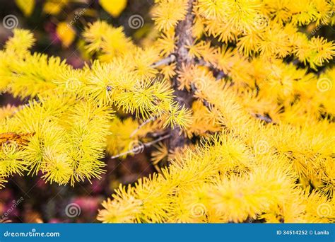 Larch Tree Branch Stock Photo Image Of Nature Flora 34514252