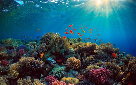 An Underwater View Of Corals And Tropical Fish In The Ocean With