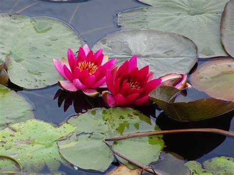 Beyond The Lone Islands Red Water Lilies