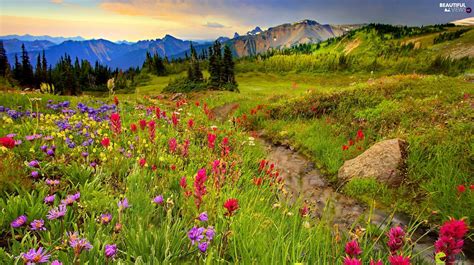 Mountains Stream Flowers Meadow Beautiful Views Wallpapers 1918x1073