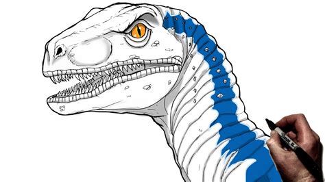 How To Draw A Velociraptor Blue Step By Step Jurassic World Youtube