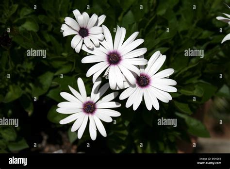 Dimorphotheca White Hi Res Stock Photography And Images Alamy