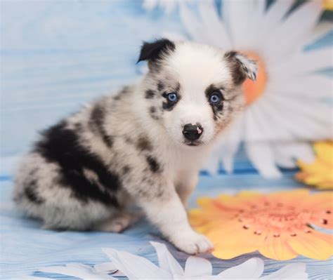 A sweet blue merle border collie puppy named Jaqen. | Border Collie & Maremma Sheepdog Puppies